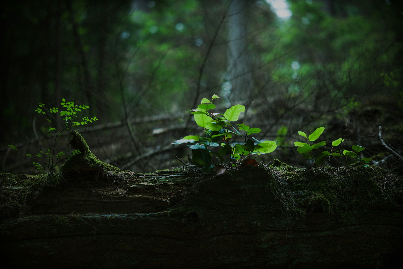 A green plant growing in the middle of a forest